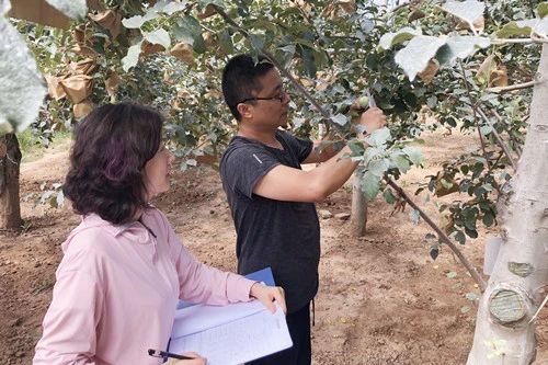 Production area information 丨 In-depth Apple Trend Yield Survey in Shanxi Province